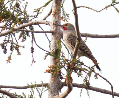 Northern Flicker, red-shafted male