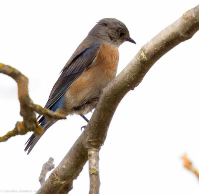 Western Bluebird, female