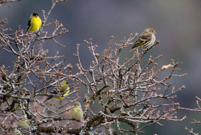 Pine Siskin and Lesser Goldfinches