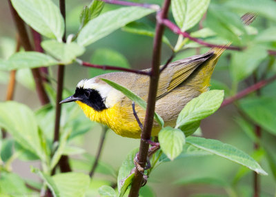 Common Yellowthroats