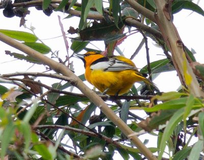 Bullock's Oriole