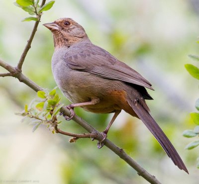 California Towhee