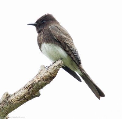Black Phoebes
