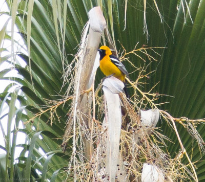 Hooded Oriole