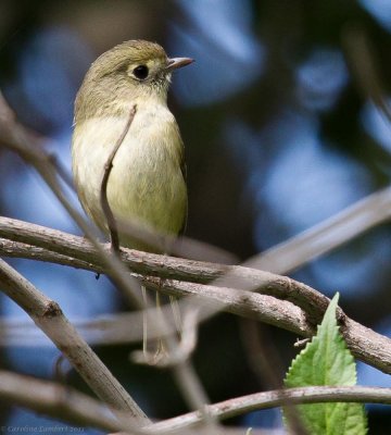 Hutton's Vireos