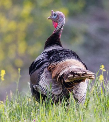 Wild Turkey
