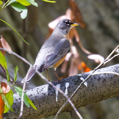 American Robin