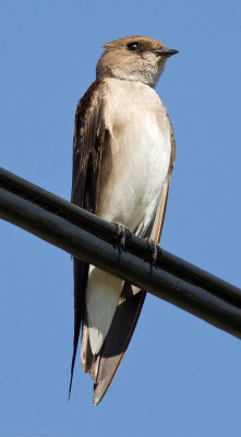 Northern Rough-winged Swallow