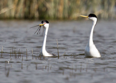 Western Grebes, courting