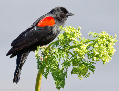 Red-winged Blackbirds