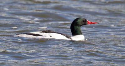 Common Merganser