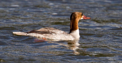 Mergansers