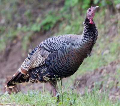 Wild Turkey