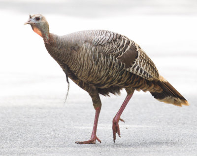 Wild Turkeys