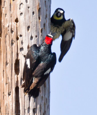 Acorn Woodpeckers