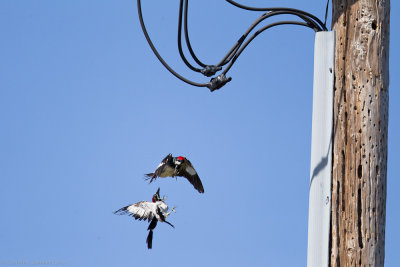 Acorn Woodpeckers