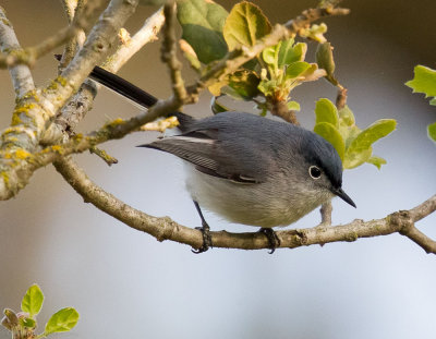 Blue-gray Gnatcatcher