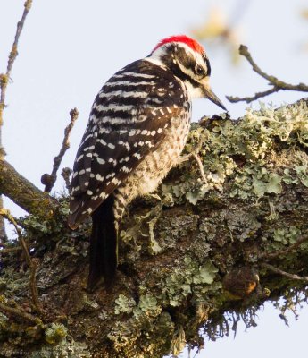Nuttall's Woodpecker
