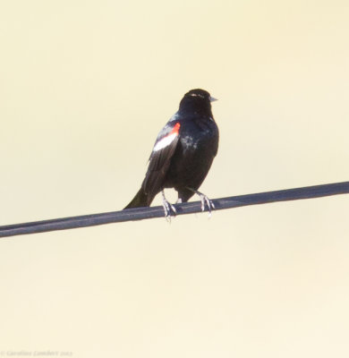 Tricolored Blackbird