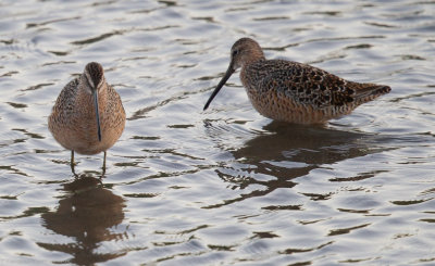 Long-billed Dowitchers