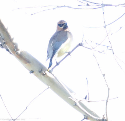 Cedar Waxwing