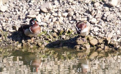 Wood Duck