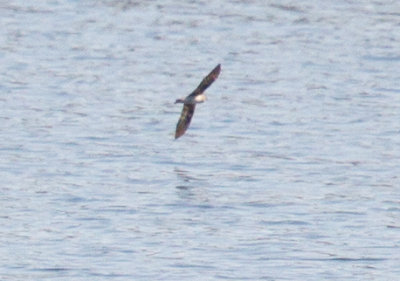 Northern Rough-winged Swallow