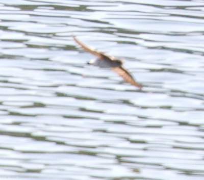 Northern Rough-winged Swallow