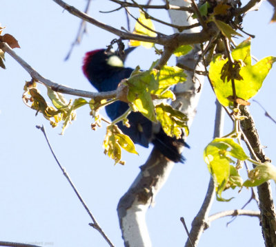 Acorn Woodpecker