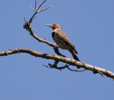 Northern Flicker