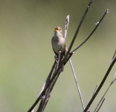 House Wren