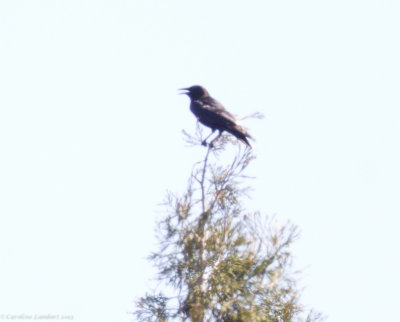 American Crow