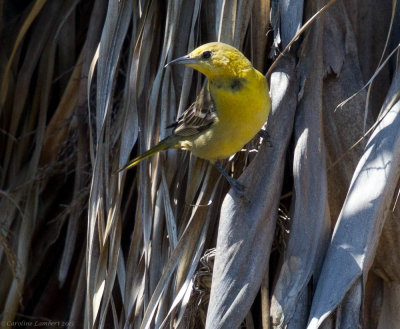 Hooded Oriole
