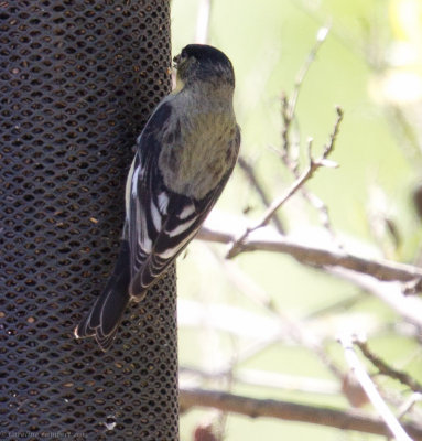 Lesser Goldfinch