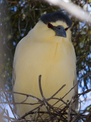 Black-crowned Night-Heron