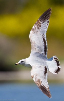 Ring-billed Gull