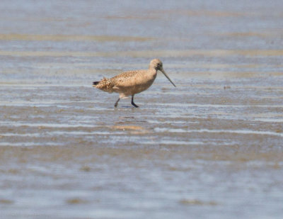 Marbled Godwit