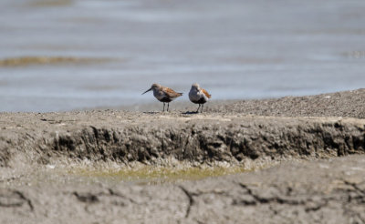 Dunlins
