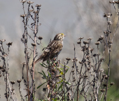 Savannah Sparrow