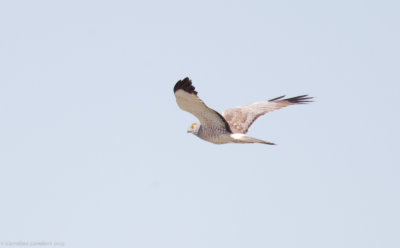 Northern Harrier