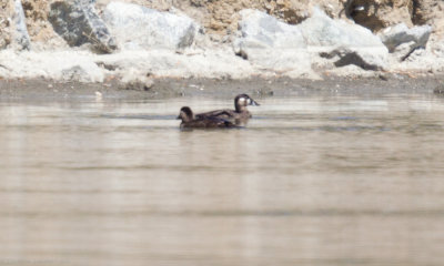 Surf Scoters