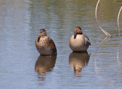 Green-winged Teal