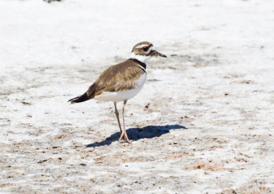 Killdeer