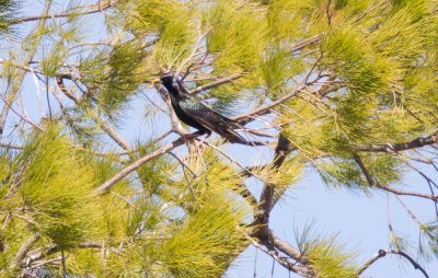 European Starling