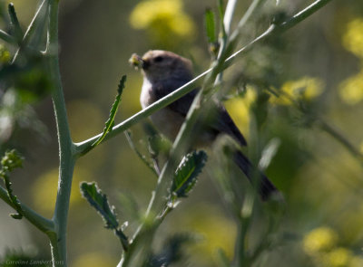 Bushtit