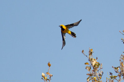 Hooded Oriole
