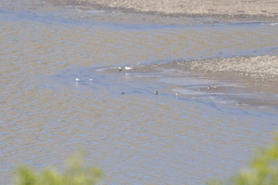 Caspian Terns