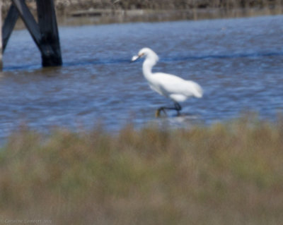 Snowy Egret