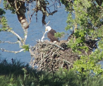 Bald Eagle