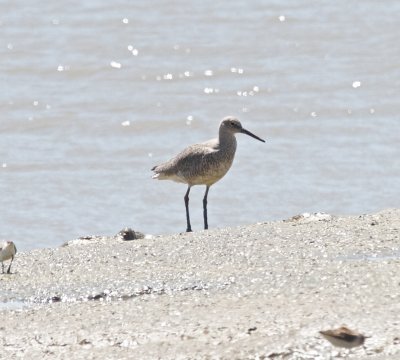 Willet